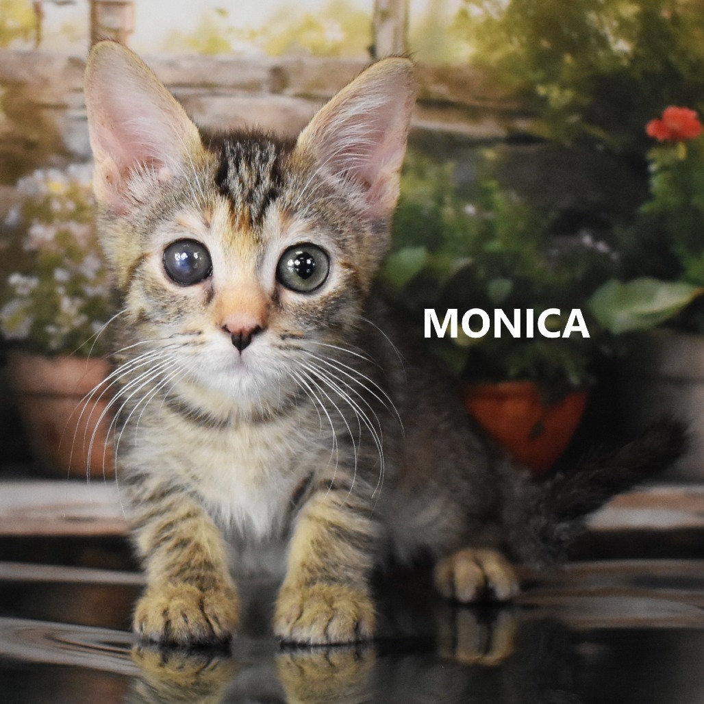 Monica