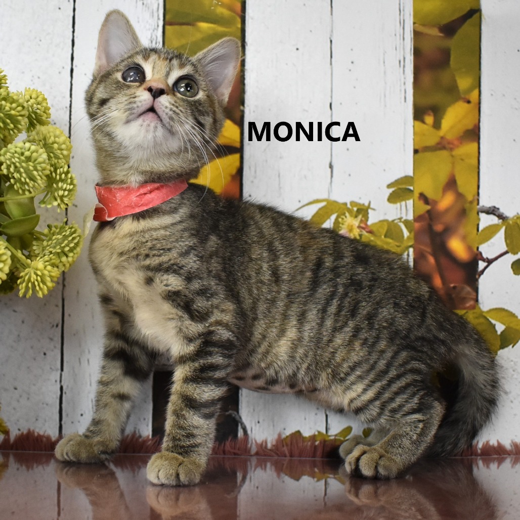 Monica