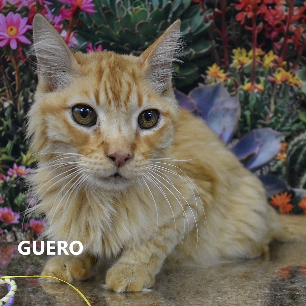 Guero