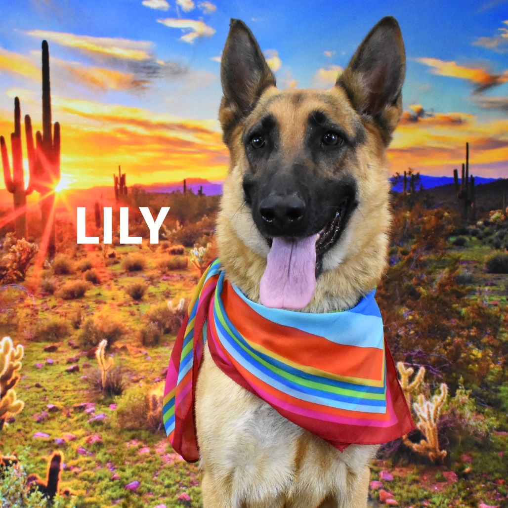 Lily