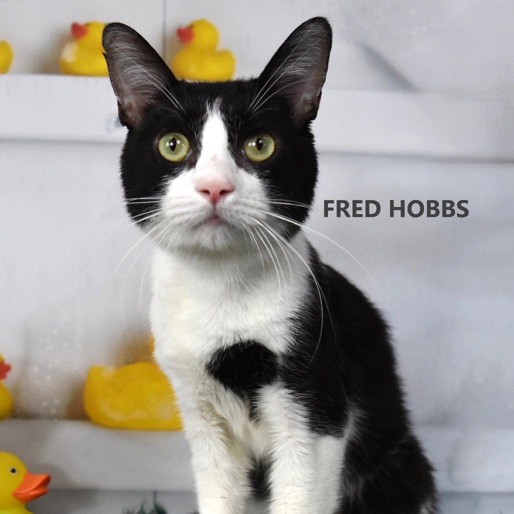 Fred Hobbs