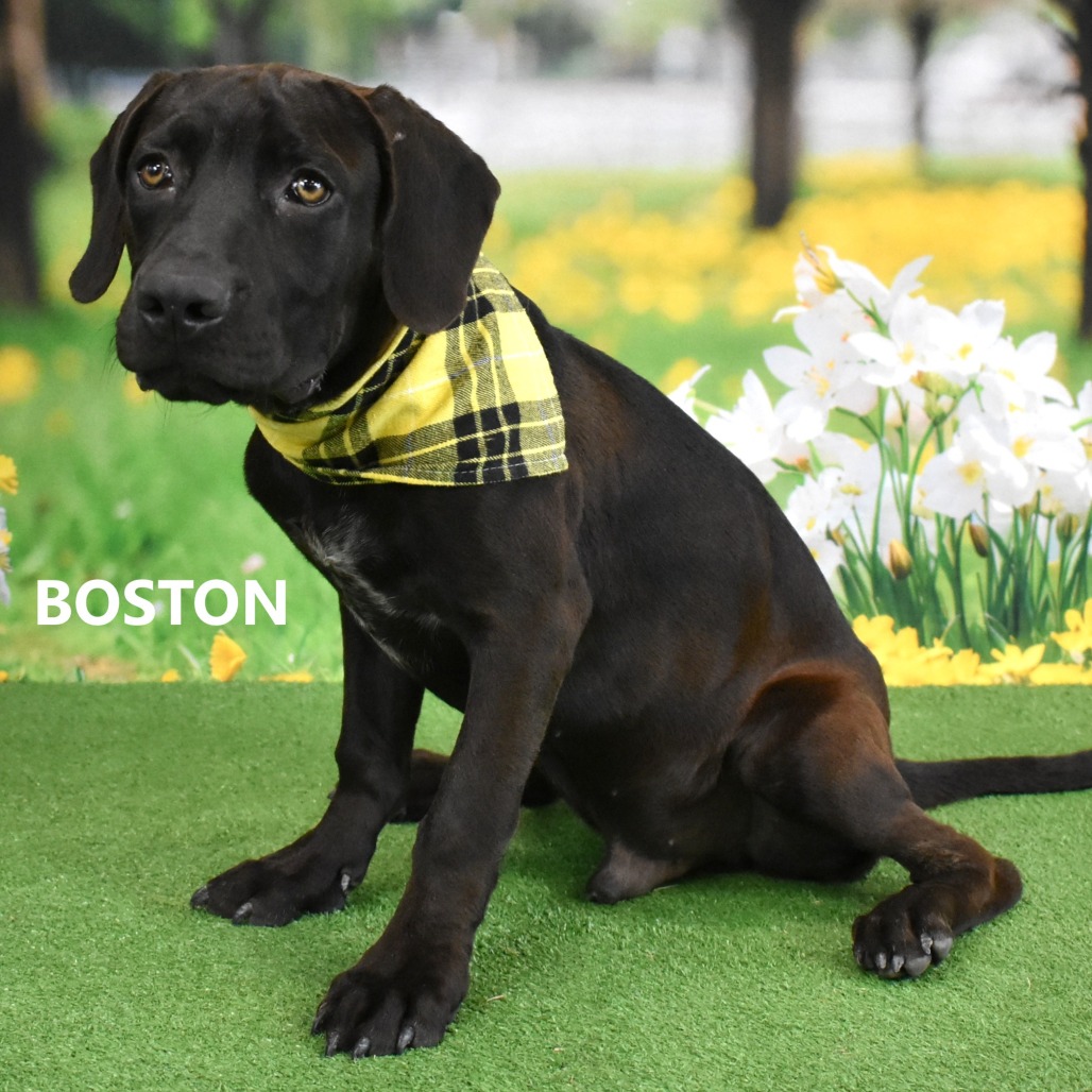 Boston 