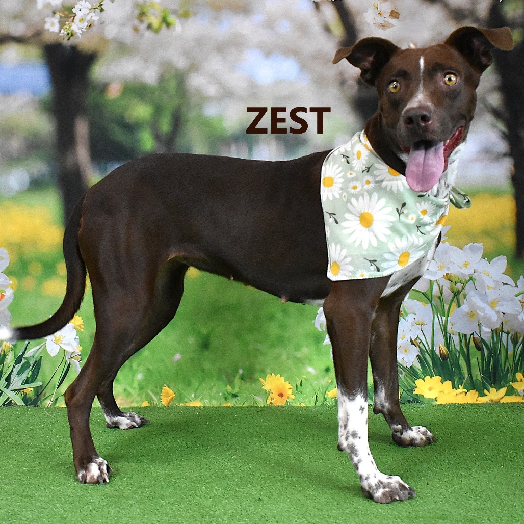 Zest 