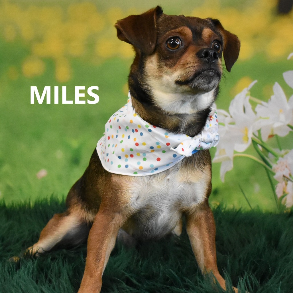 Miles