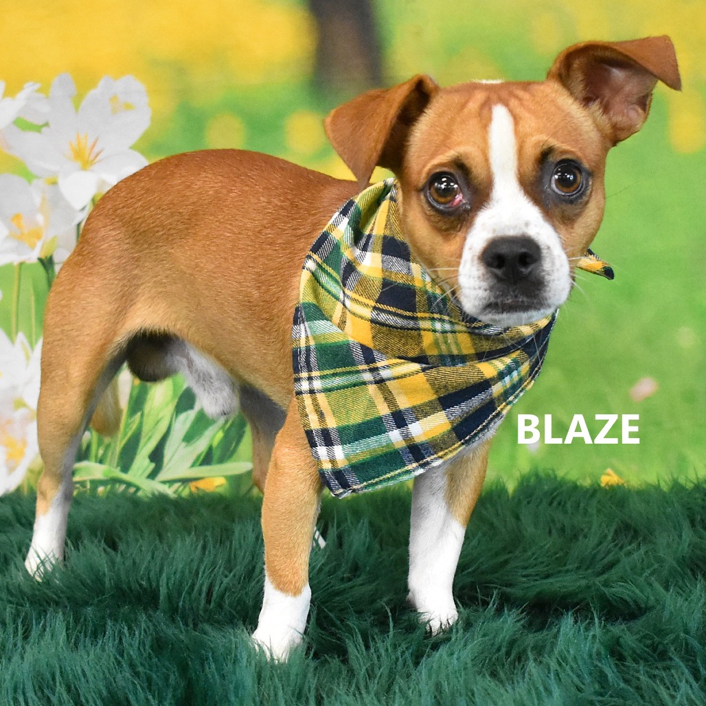Blaze