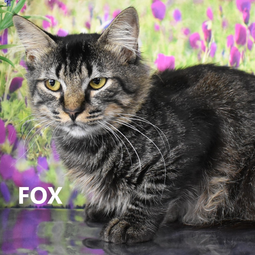 Fox