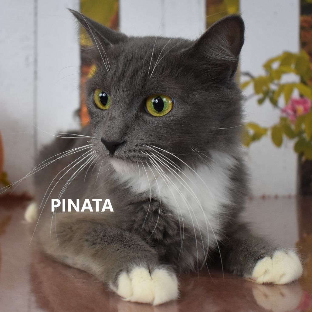Pinata