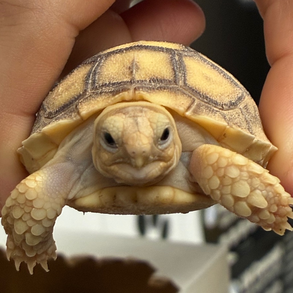 Squirt