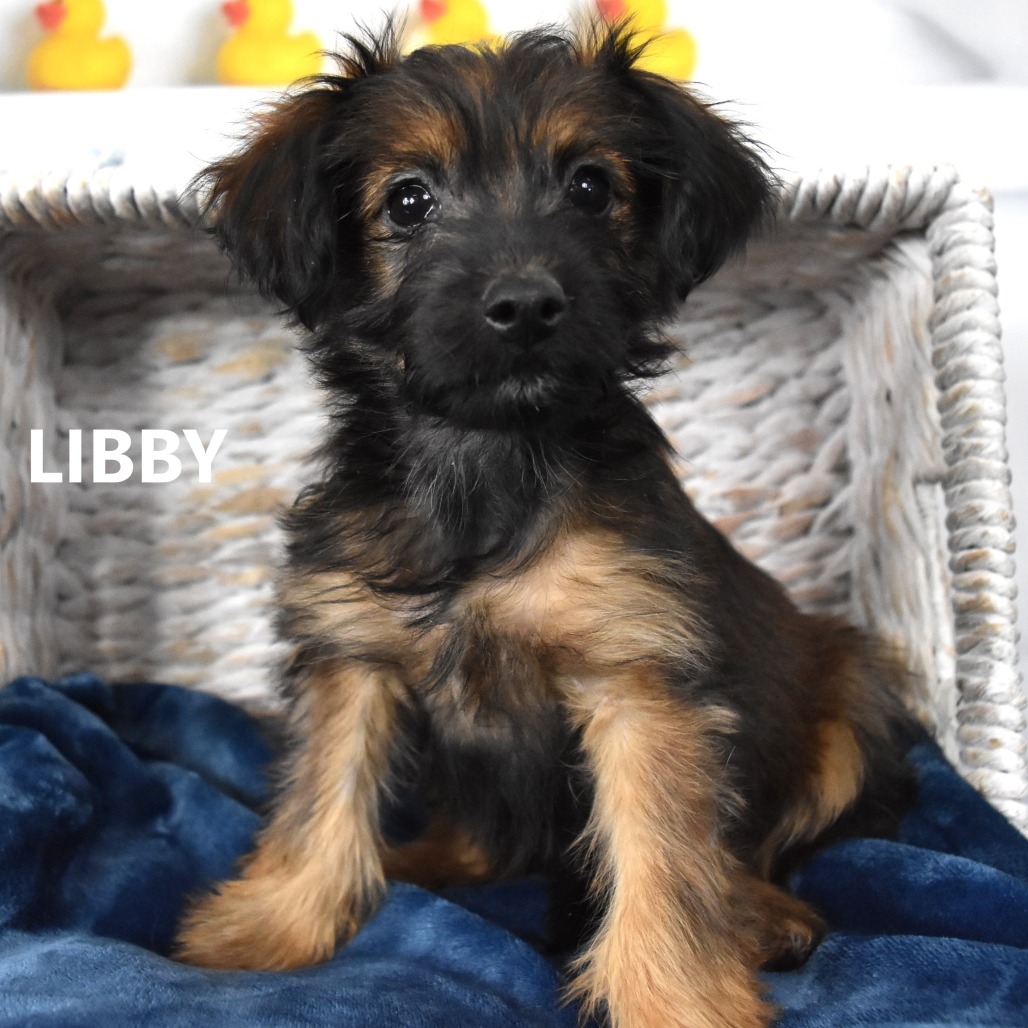 Libby