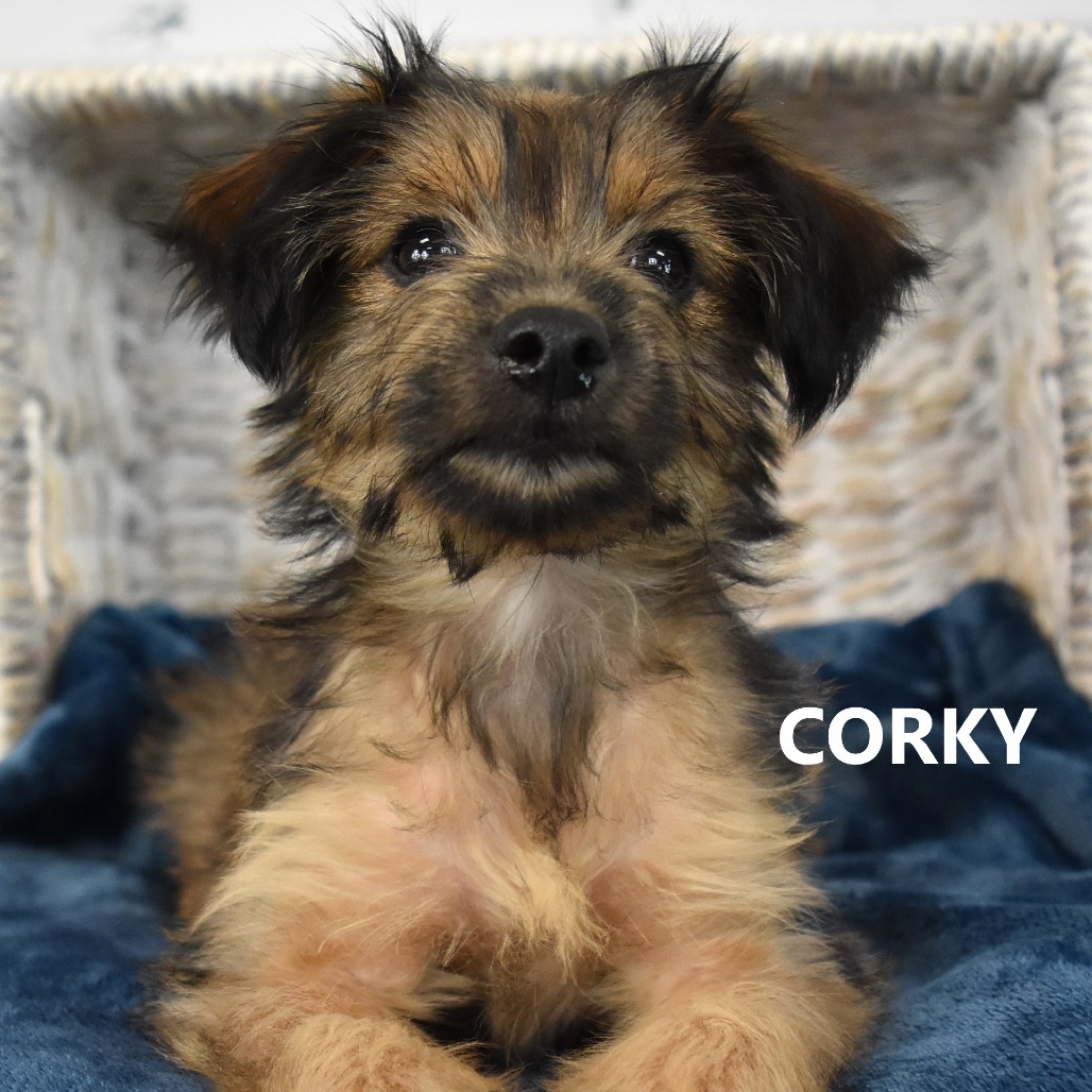 Corky