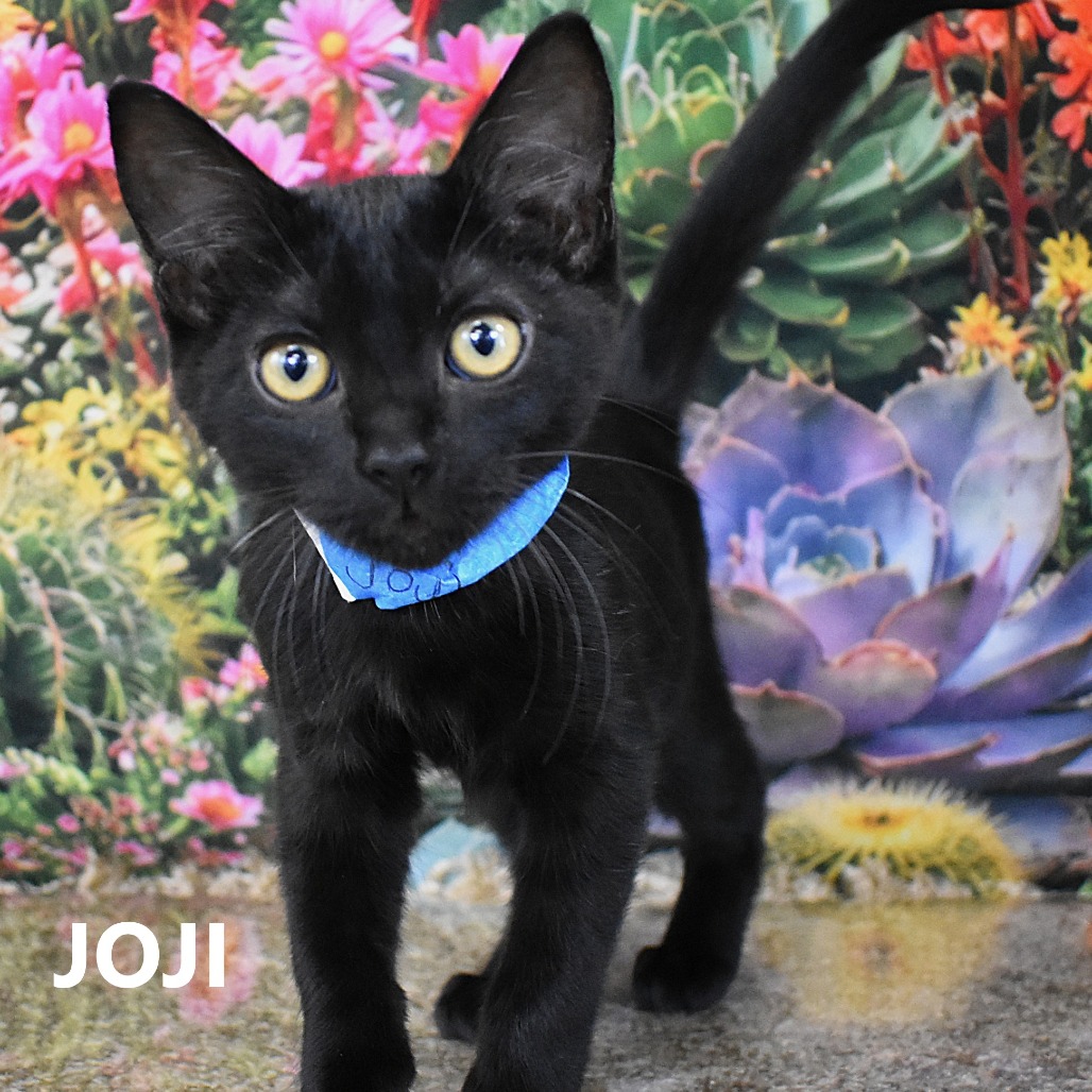 Joji