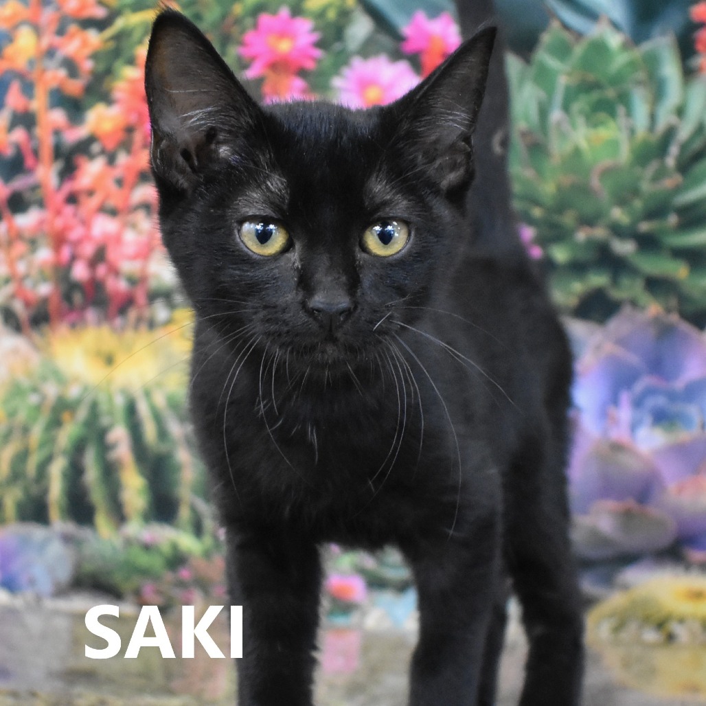 Saki