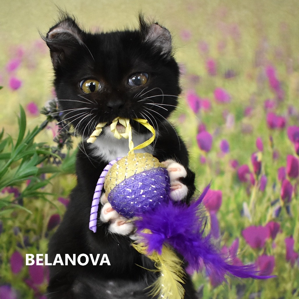 Belanova