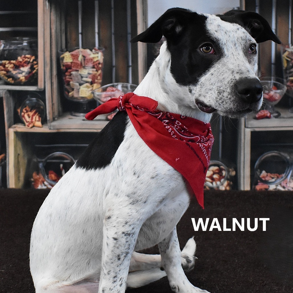 Walnut