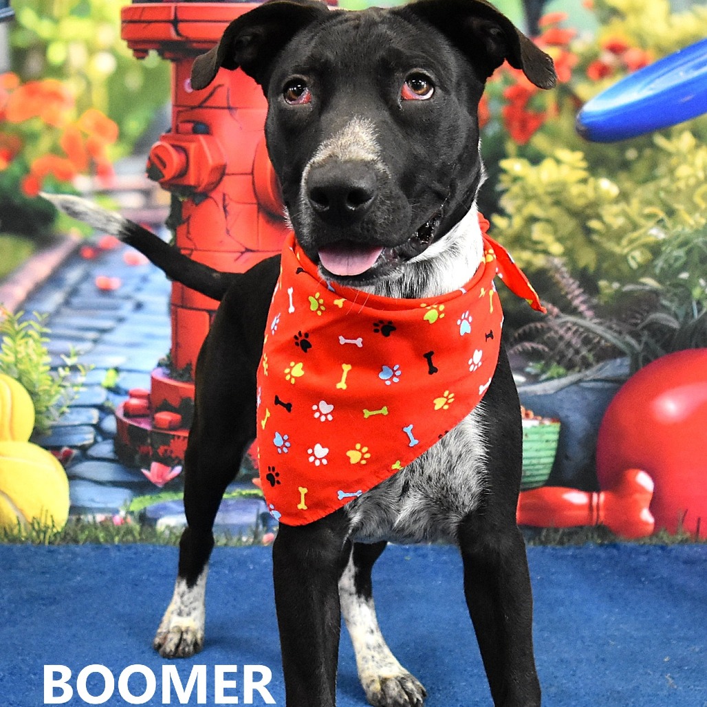 Boomer