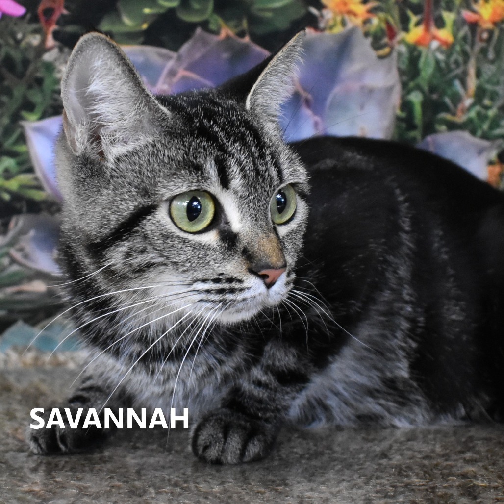 Savannah