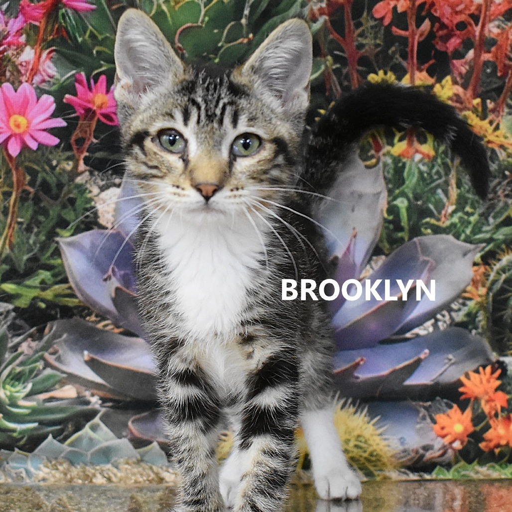 Brooklyn