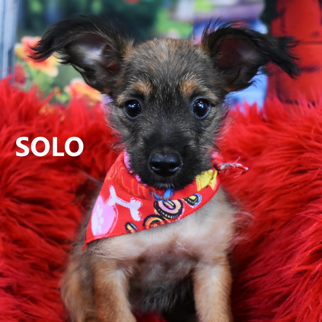 Solo