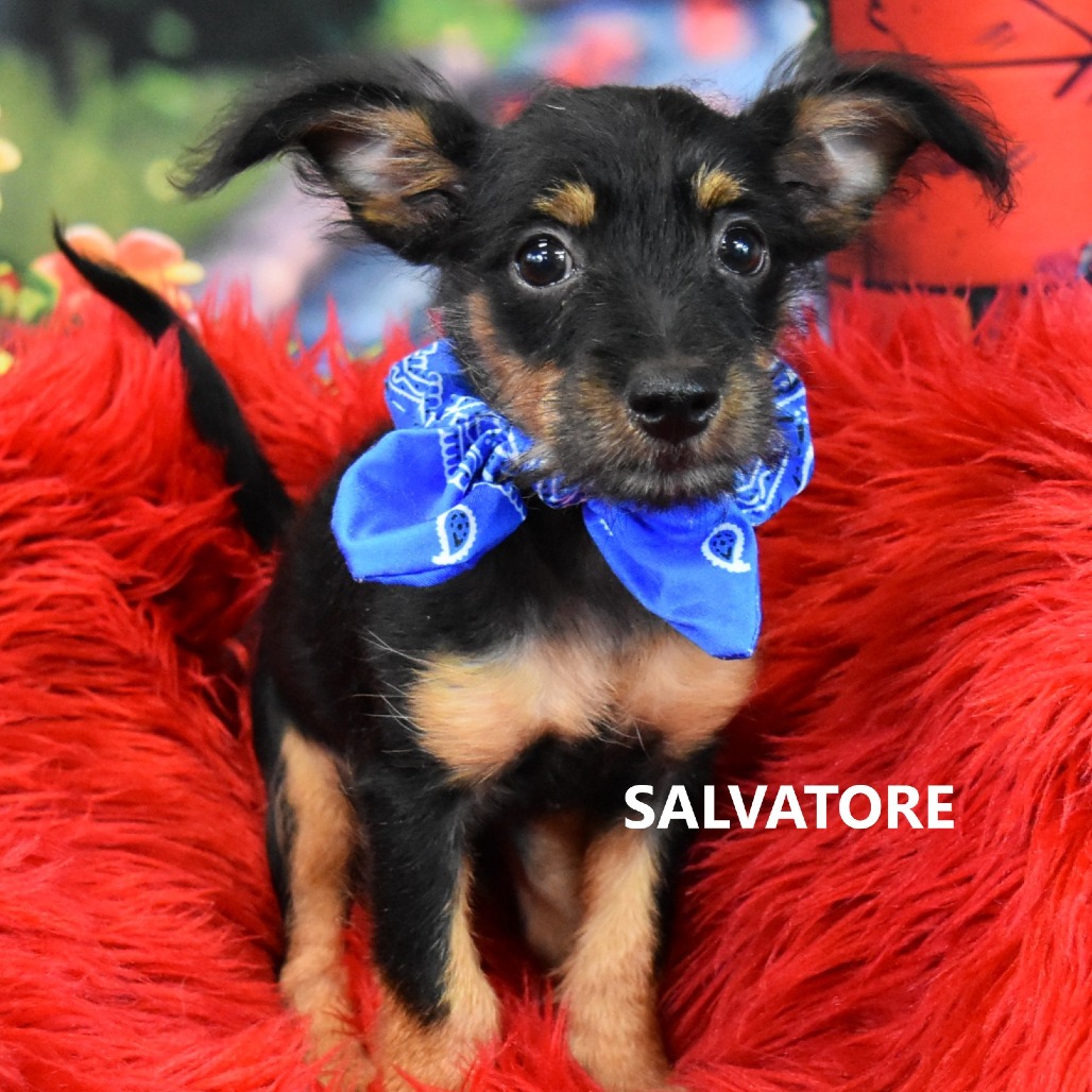 Salvatore
