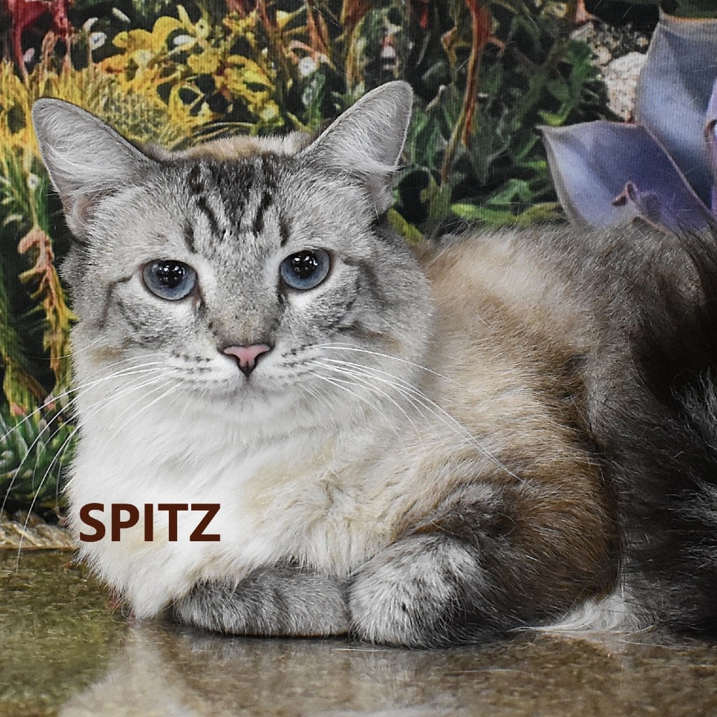 Spitz