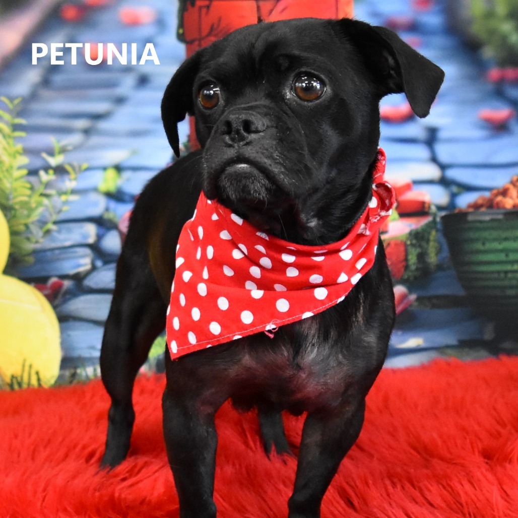 Petunia