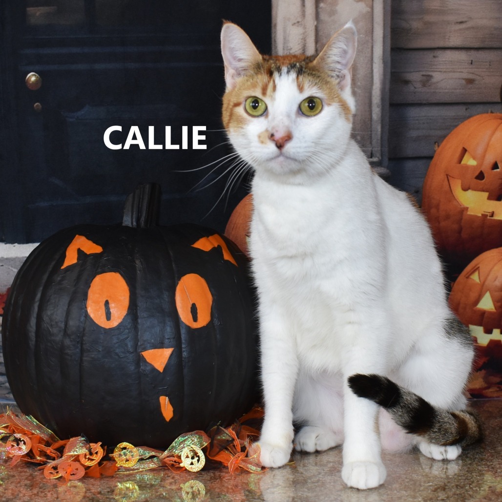 Callie