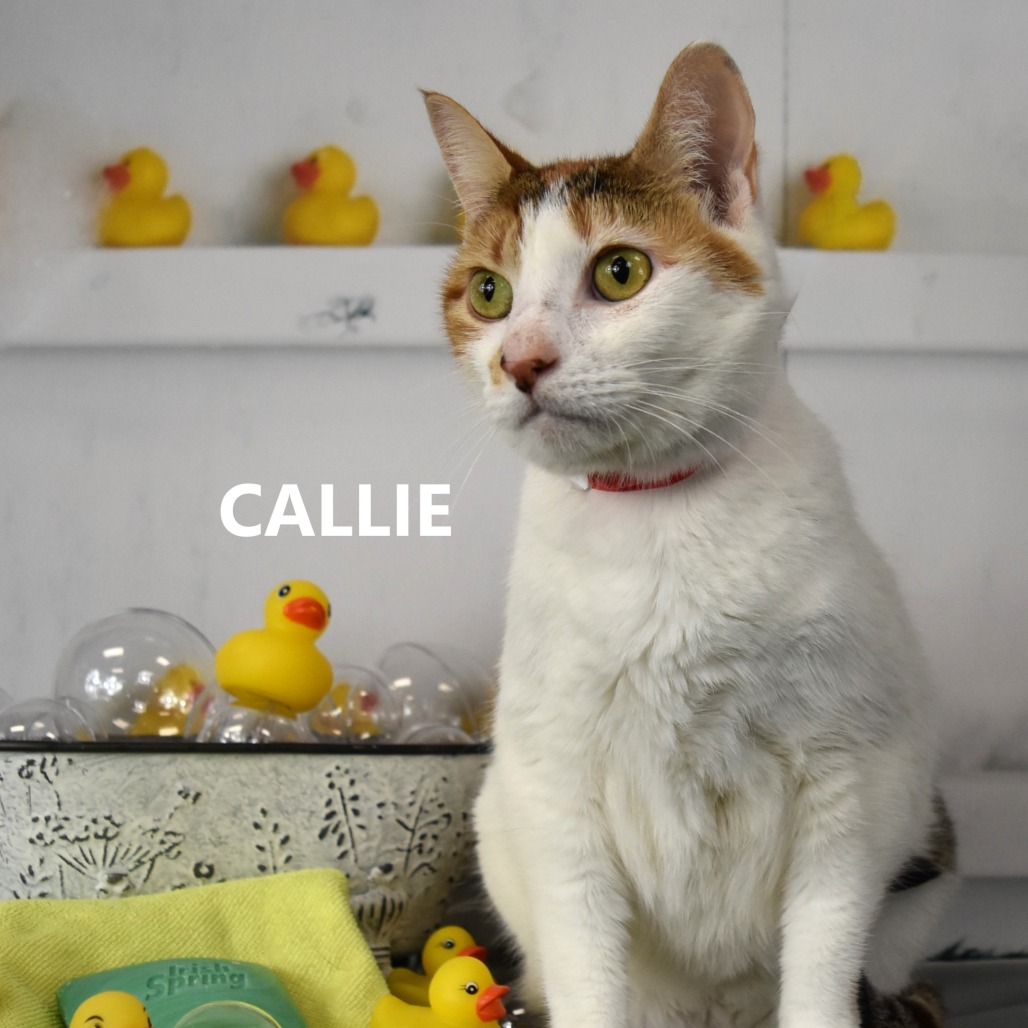 Callie