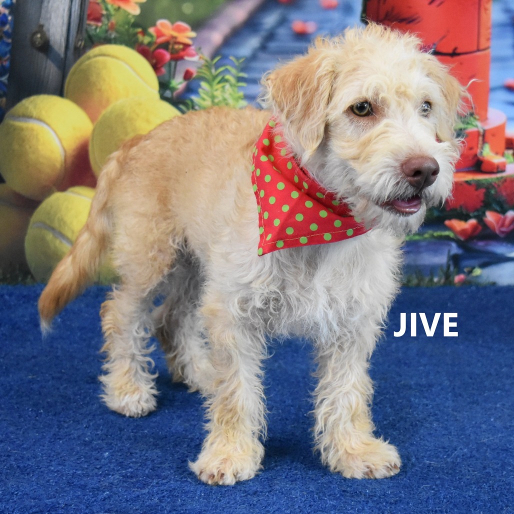 Jive