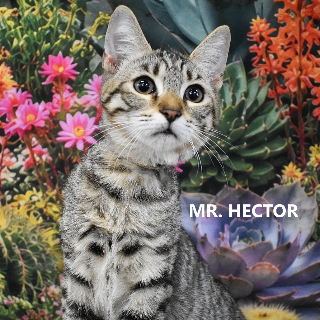 Mr. Hector