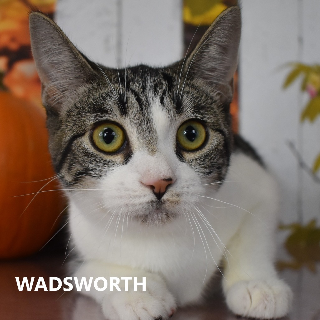 Wadsworth