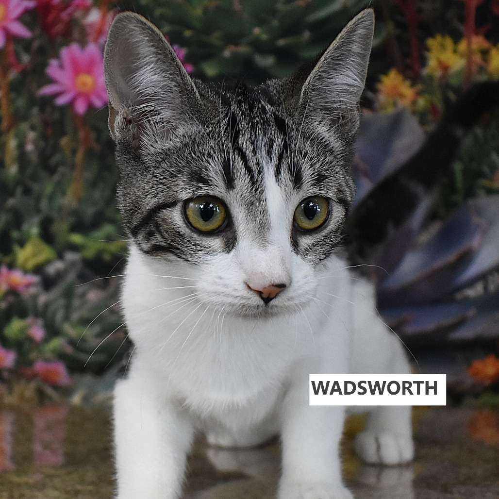 Wadsworth