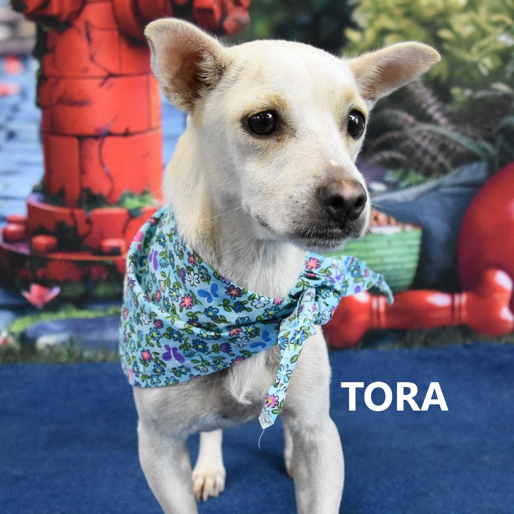 Tora