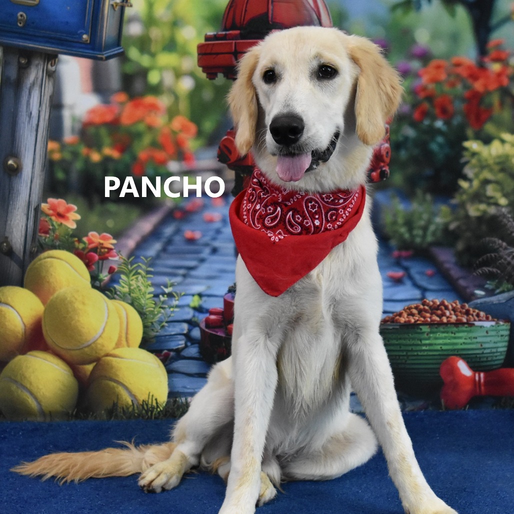 Pancho