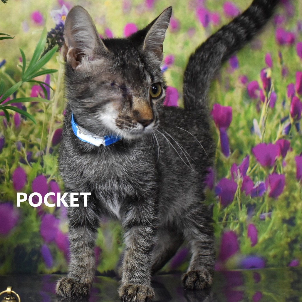 Pocket