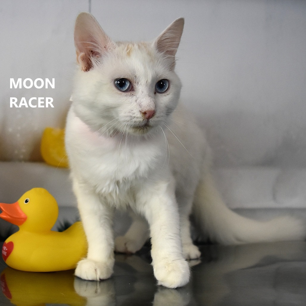 Moon Racer