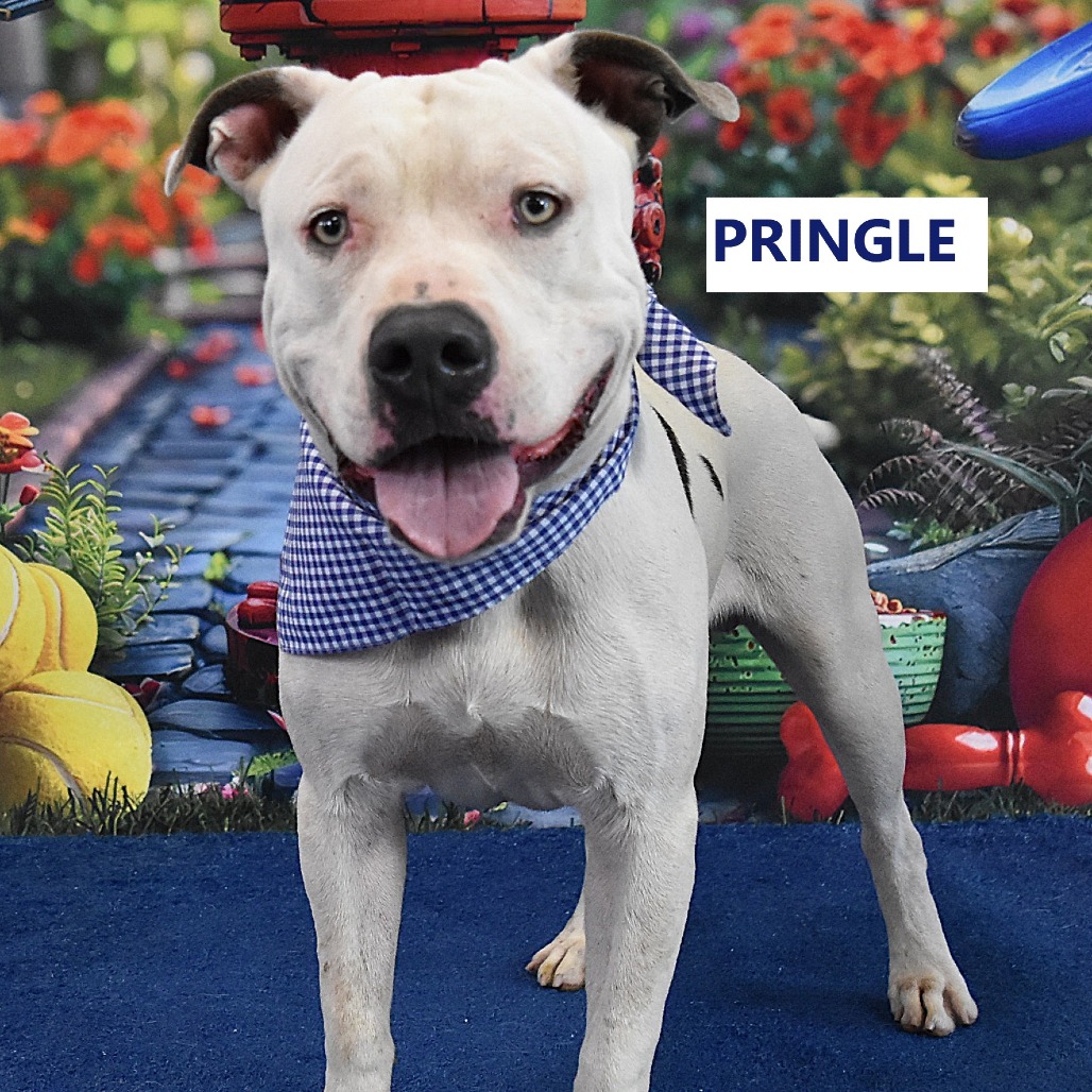 Pringle