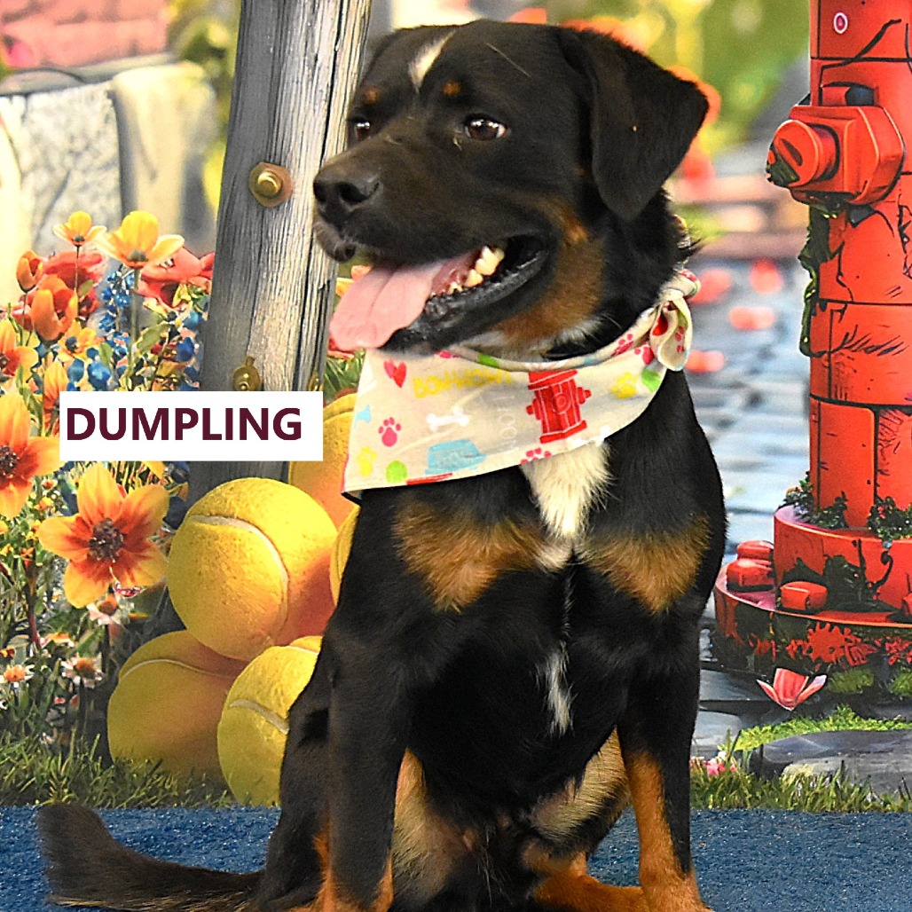 Dumpling
