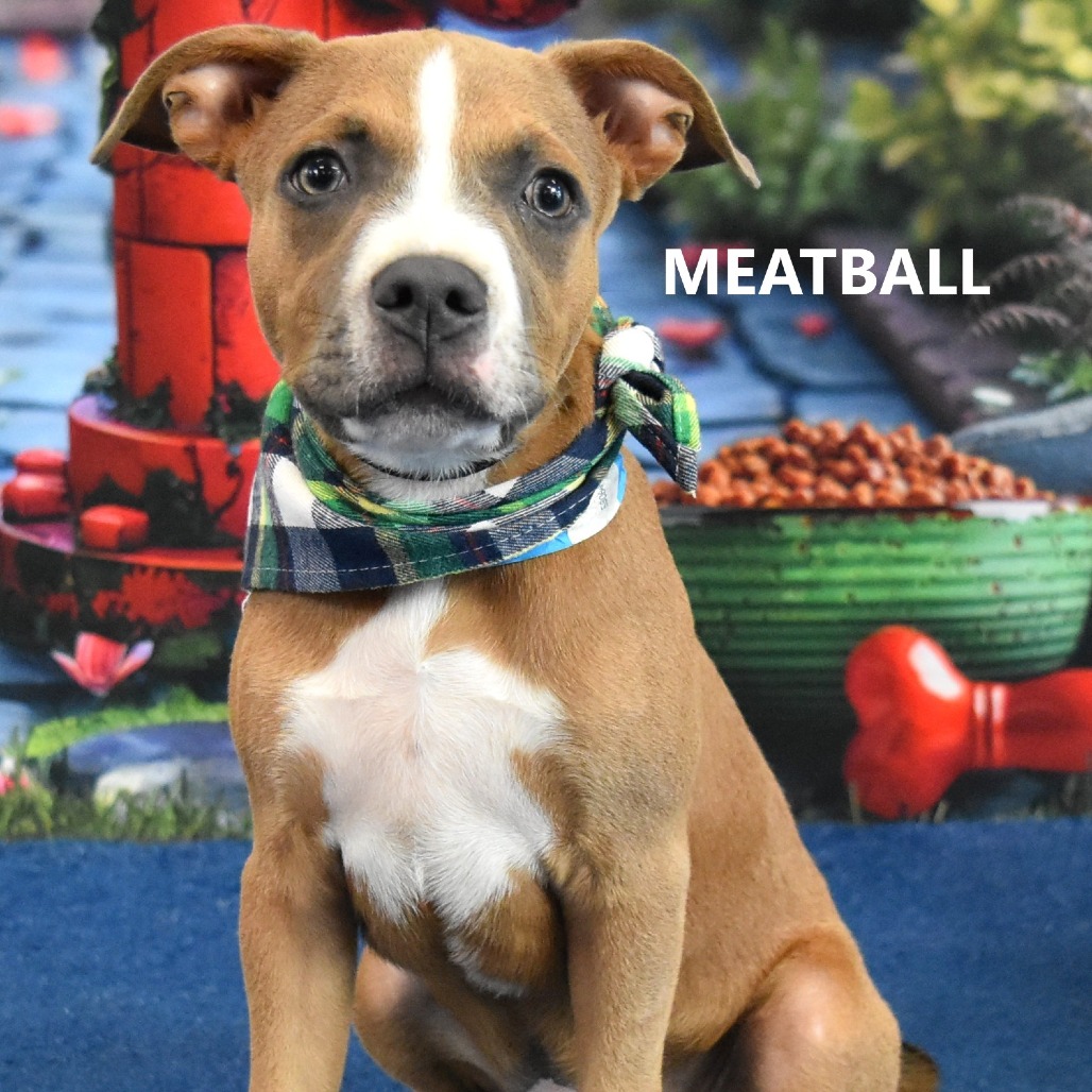 Meatball