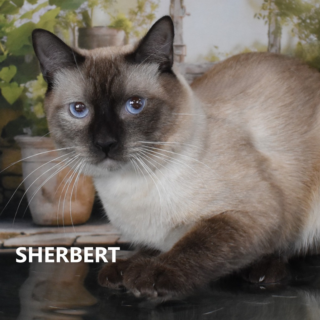 Sherbert