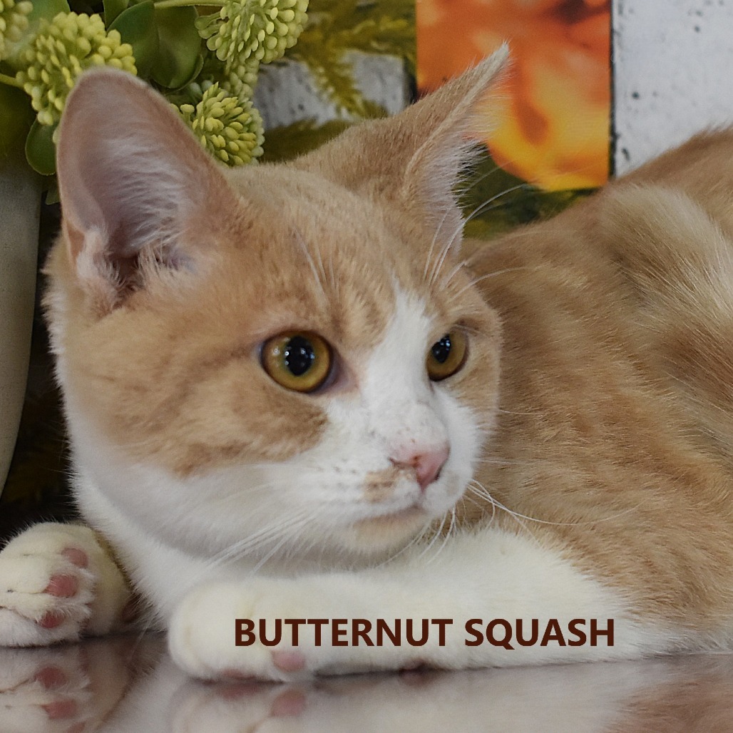 Butternut Squash