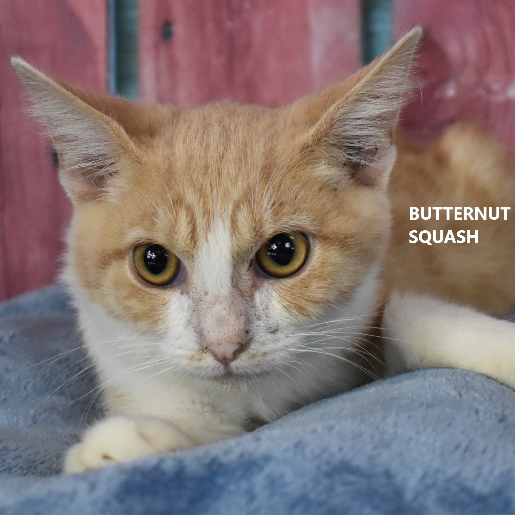 Butternut Squash