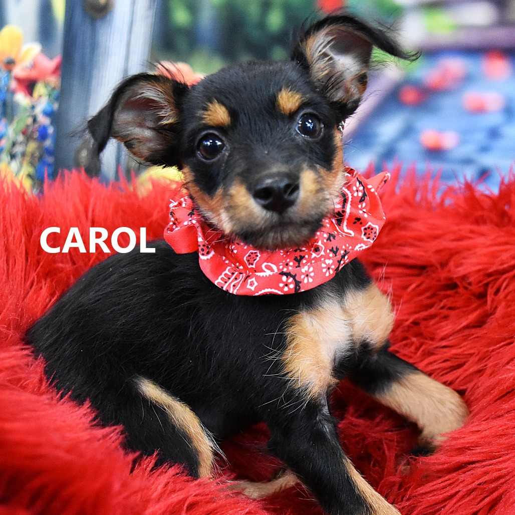 Carol