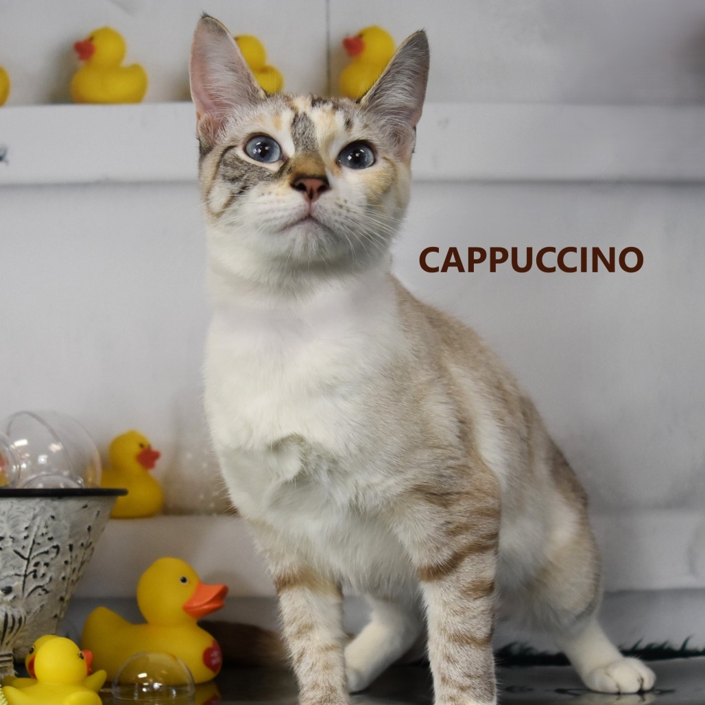 Cappuccino