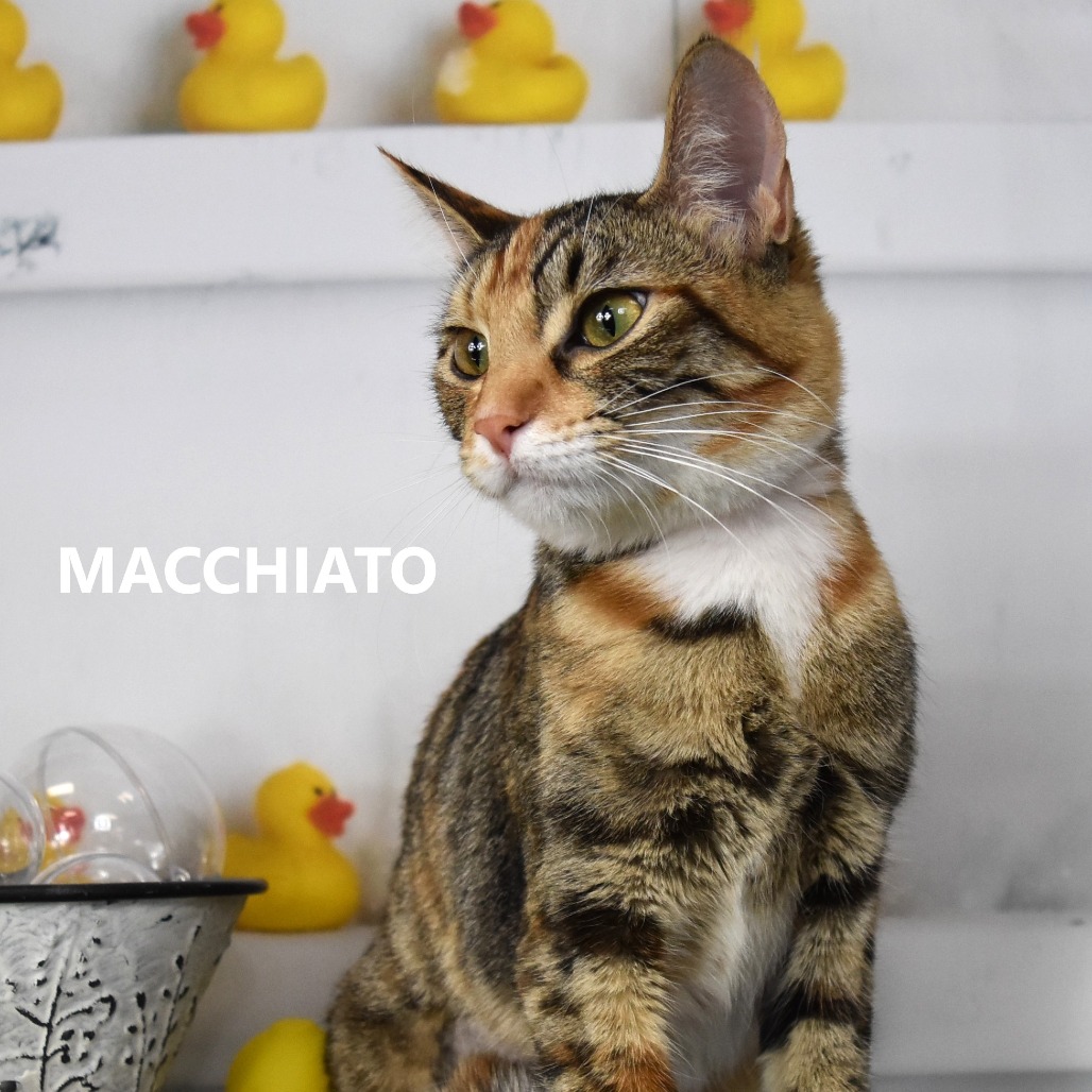 Macchiato