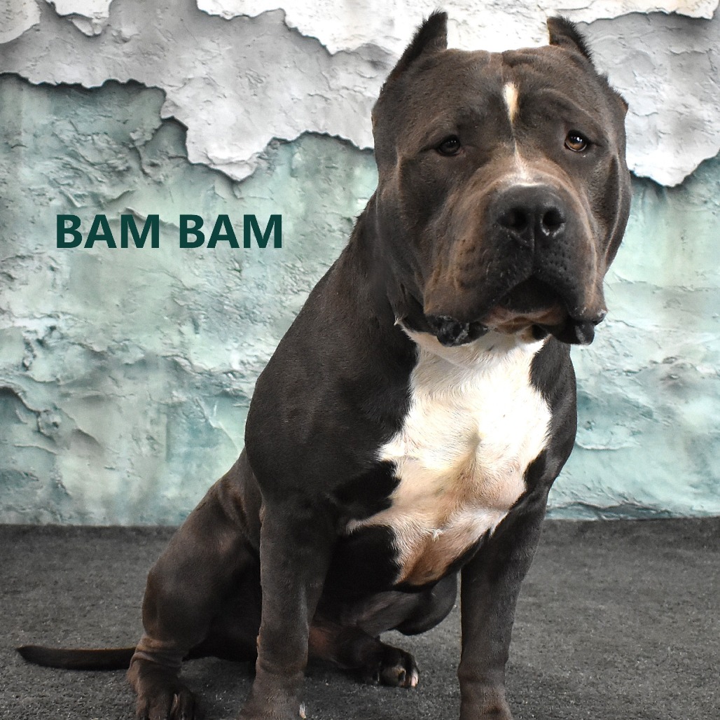Bam Bam