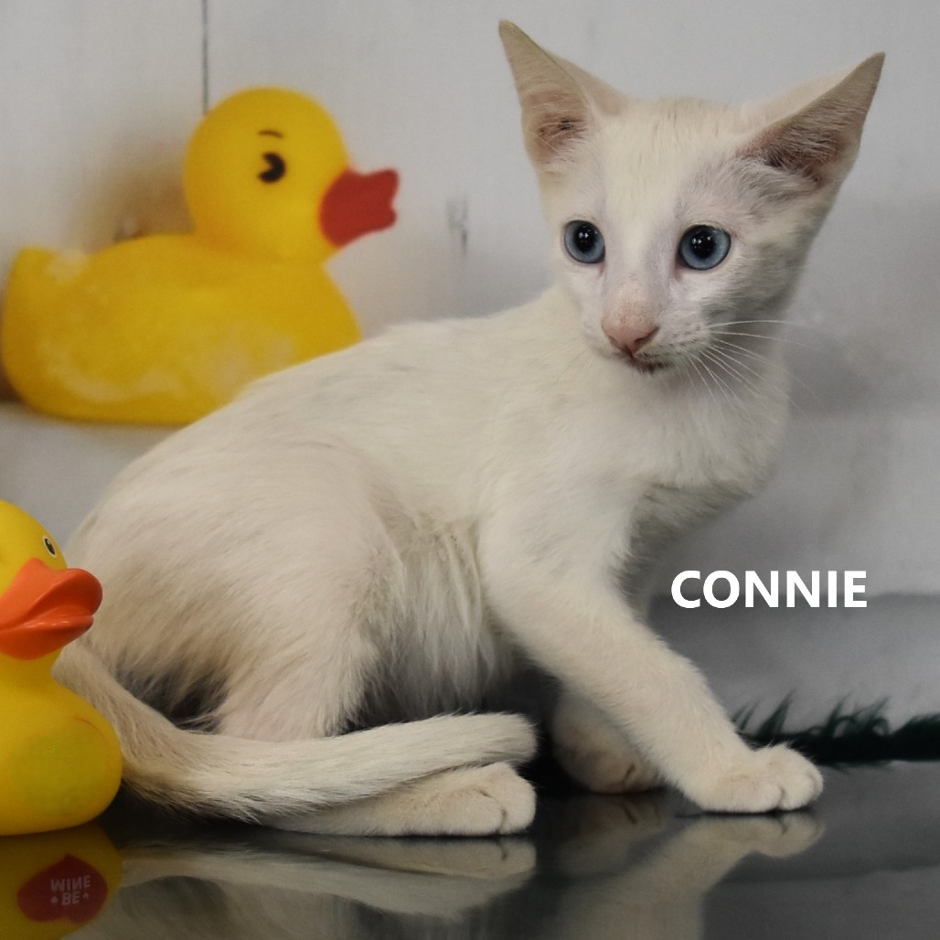 Connie