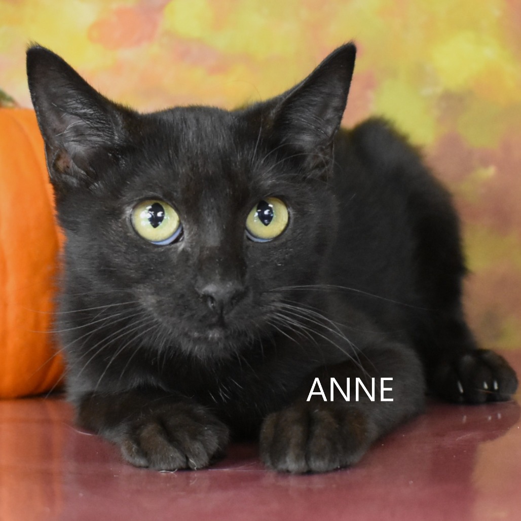 Anne