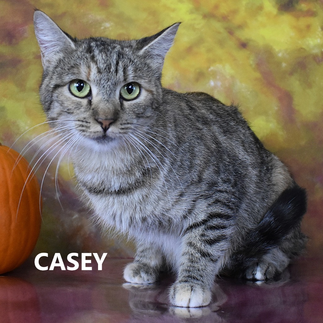 Casey 