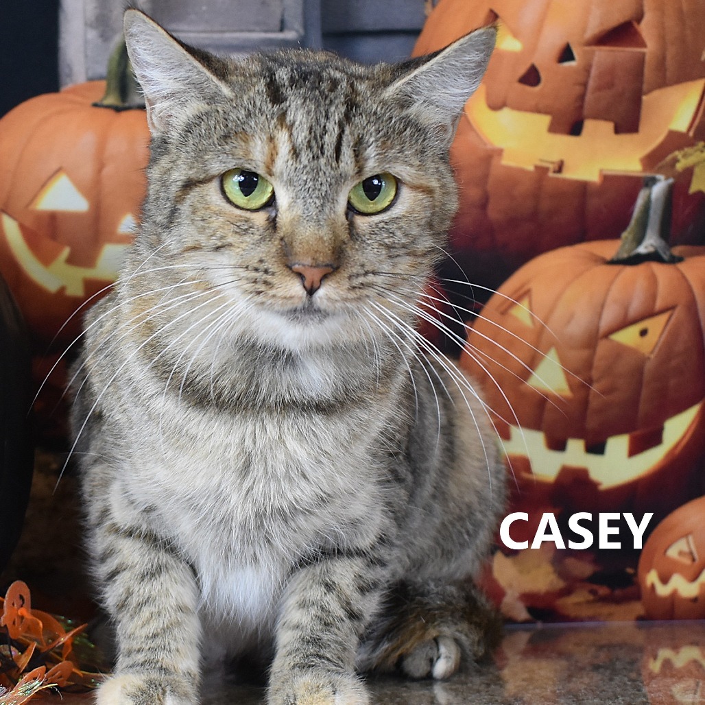 Casey 