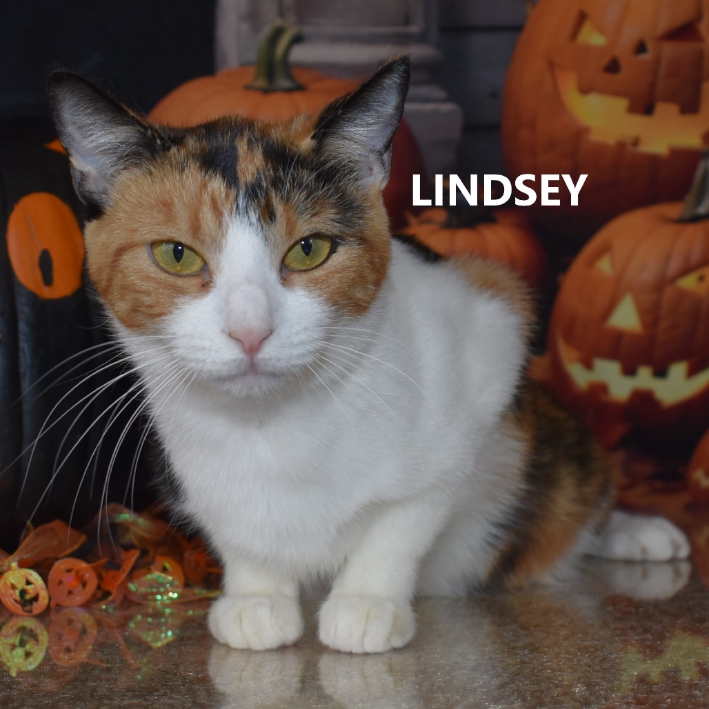 Lindsey 